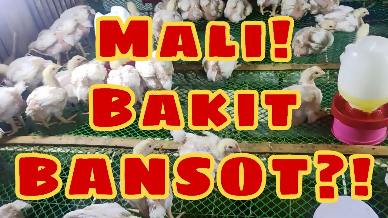 BANSOT | Backyard Farming Technique #poultry #chicken