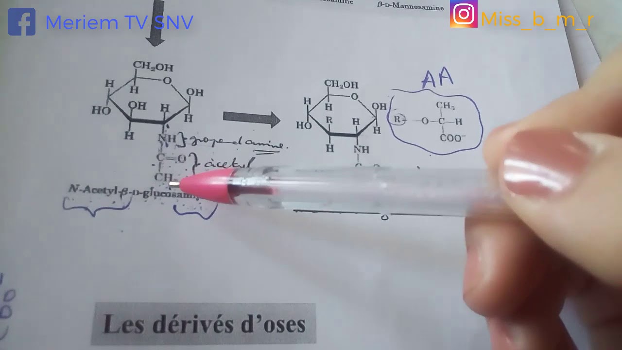 Gluicides Part 04  la dernière partie biochimie L2 SNV L1 Médecine