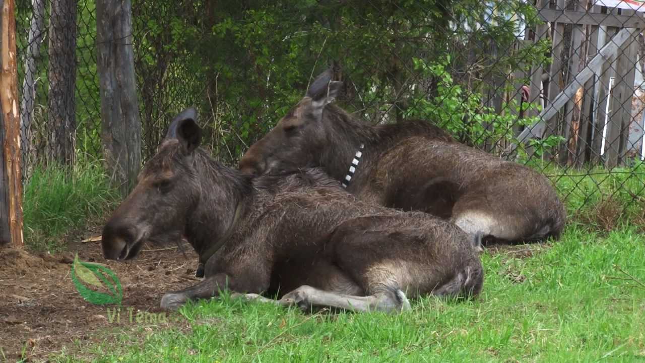 Документальный фильм 