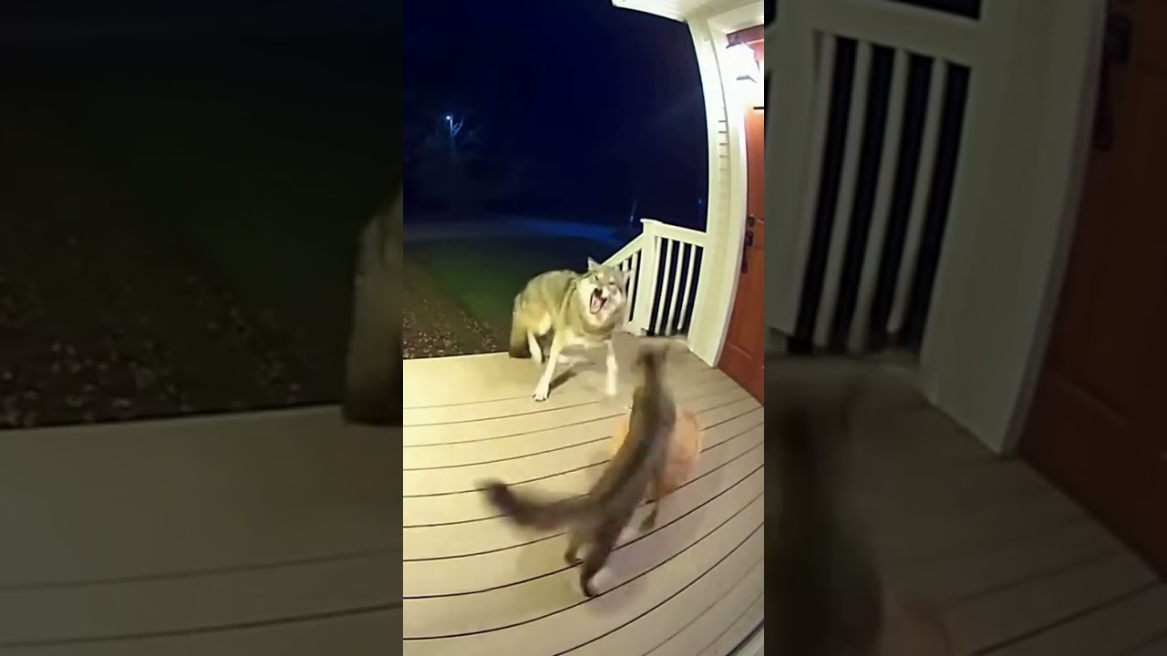 Mother Cat vs Wolf  CCTV Captures Brave Fight to Save Kitten 