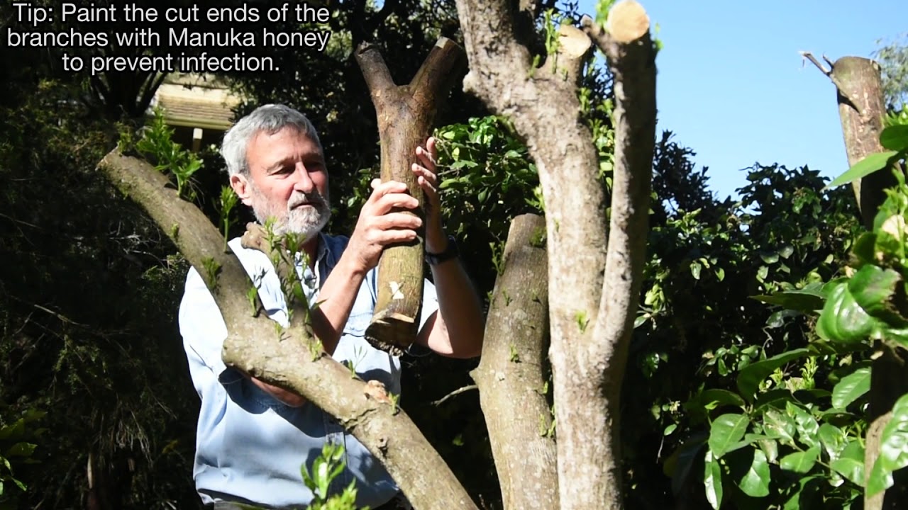 Pruning Citrus. Burke's Backyard How To