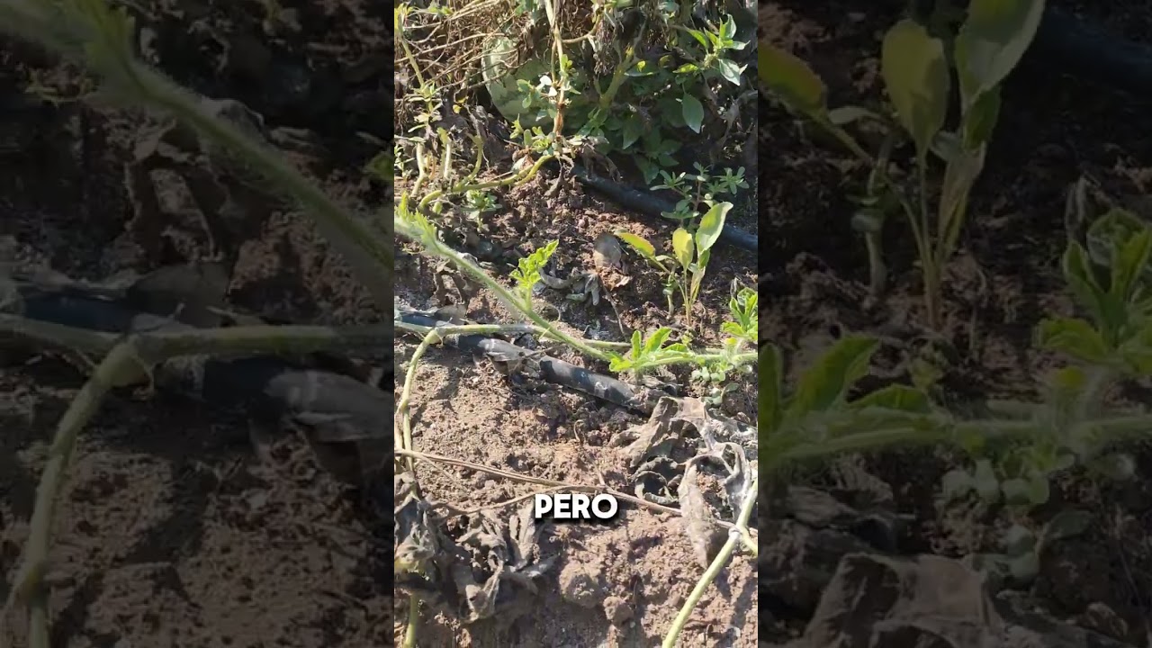 Mi Lucha Perdida con la Araña Roja y el Mildew en Sandías #huerto #huertoencasa #huertoecológico