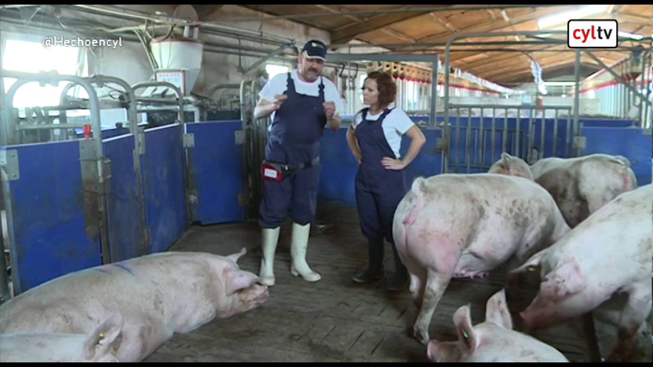 Hecho en CyL.-  PigCHAMP (Segovia), Arenas silíceas (Segovia), Dulca (Salamanca),
