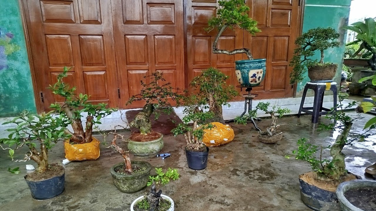Trưa 15/3...#0349763373..Gl chồi mòi đang trái.sam núi.ổi rừng.duối.hồng quân.trà phúc kiến 