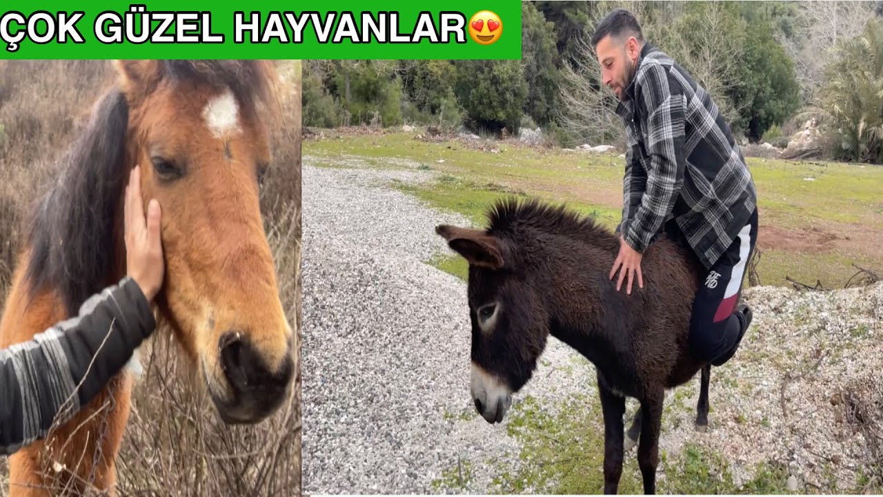 ANAYOLUN KENARINDA EŞŞEK BULDUM BENİ ÜSTÜNDEN ATMAYA KALKTI🙃