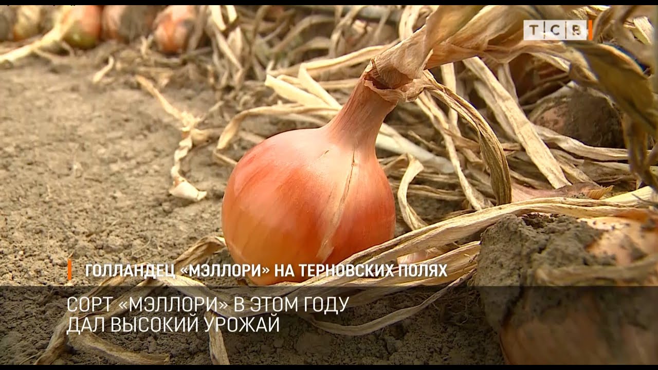 Голландец &laquo;Мэллори&raquo; на терновских полях