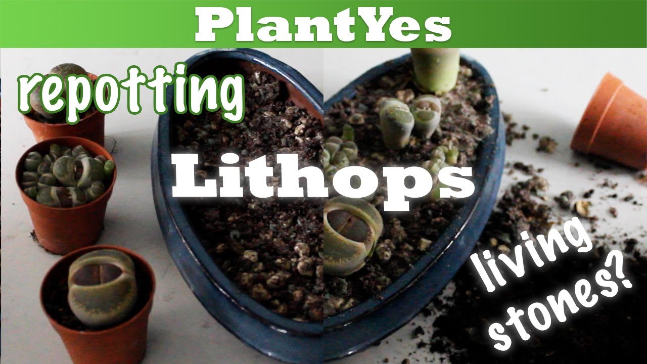 Repotting Lithops in a nice plant arrangement