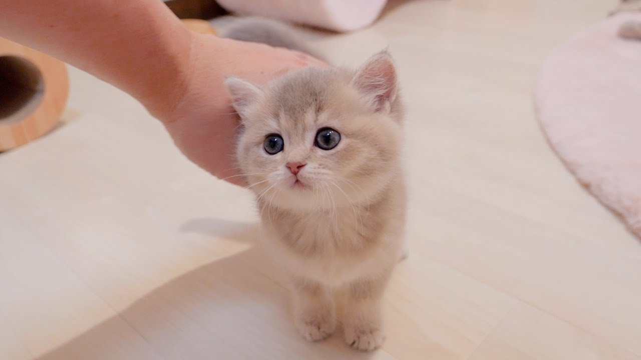 Когда я утешал котенка, которого мать отругала за то, что он поздно ложится спать...