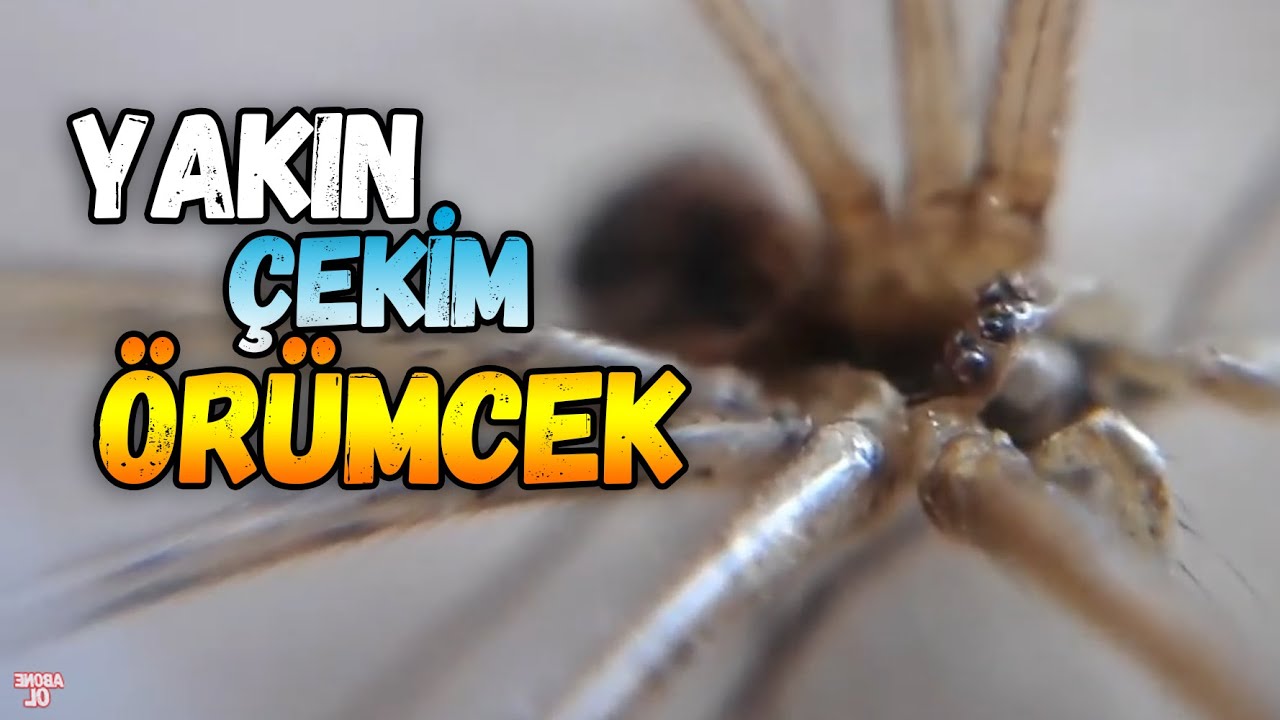 Yakın Çekim Örümcek  