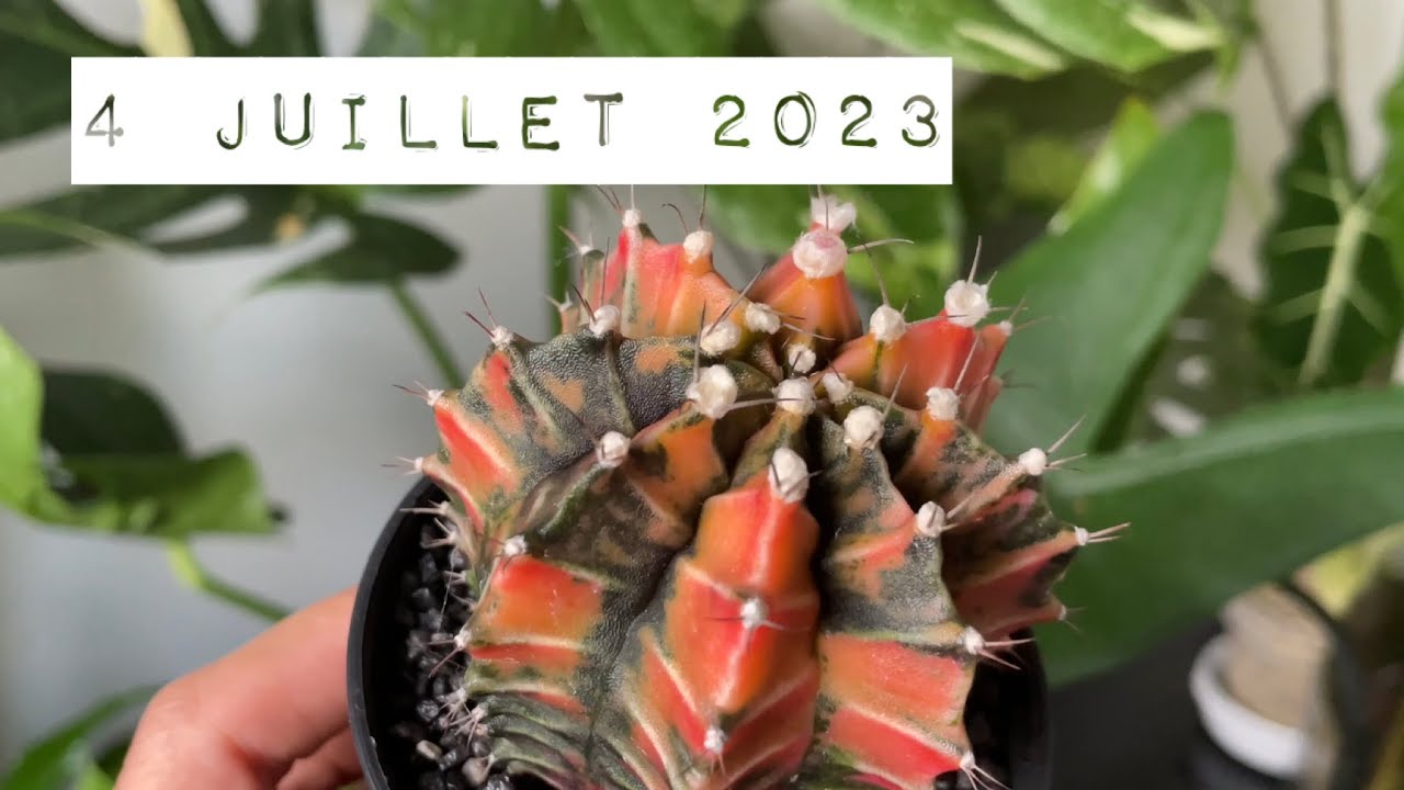 J’AI ACHETÉ UN CACTUS VARIEGATA 🥲