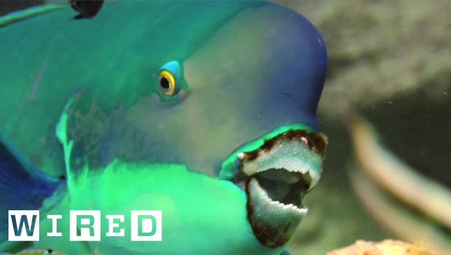 Absurd Creatures | This Fish Makes Hawaii's Beaches in an ... Interesting Way