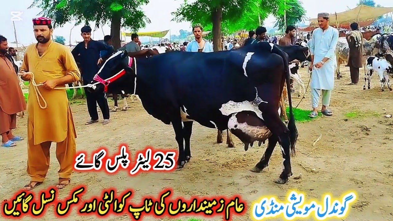 Gondal Mandi latest update 31 Jan 2026!jersey cow for sale today!HF cow latest video!#farming#cow 
