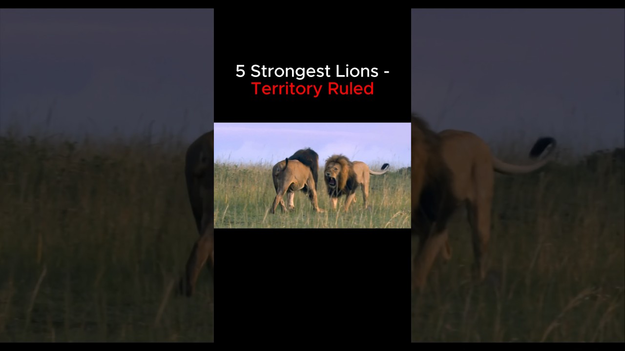 Top 5 Strongest Lions Territory Ruled 🦁👑 #lions #lion #lionking #scarface #mrtlion #mrt #sekekama
