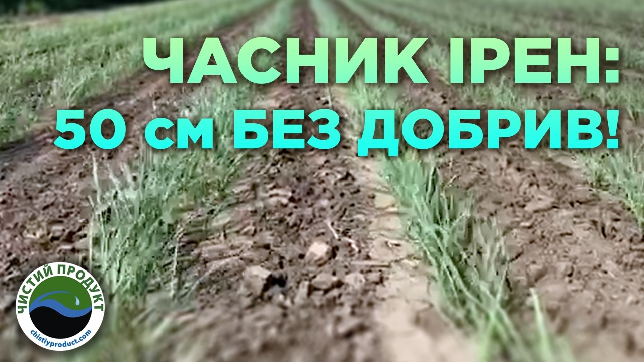 АРХІВ. Часник Ірен: результати вирощування з повітряних бульбачок (воздушки)