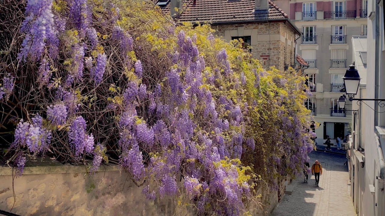 Wisteria Walk in Montmartre (4K) - Paris Live #148