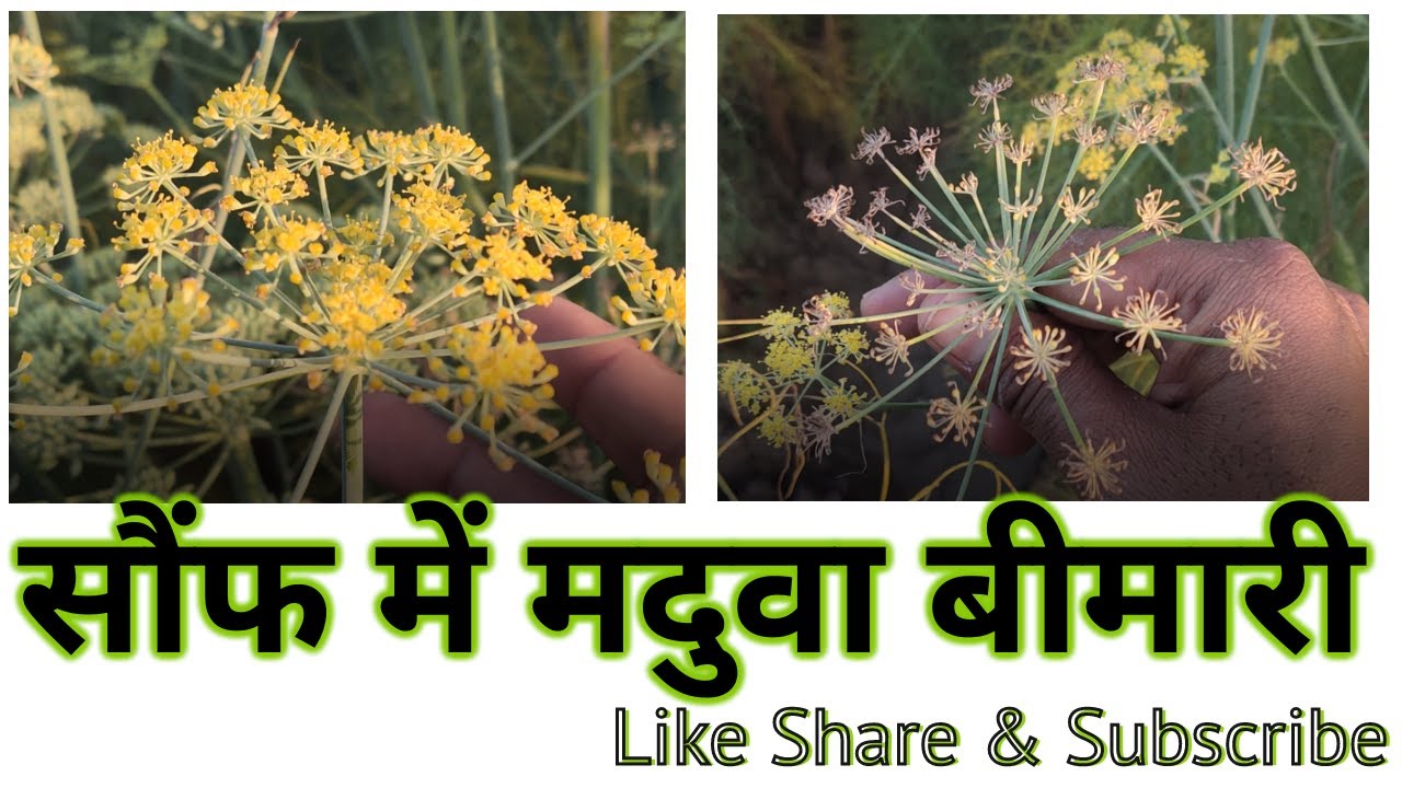 8) Saunf ki kheti DAY-140 सौंफ में मदुवा बीमारी।  कैसे रोके ? Sof me maduva bimari । fennel farming