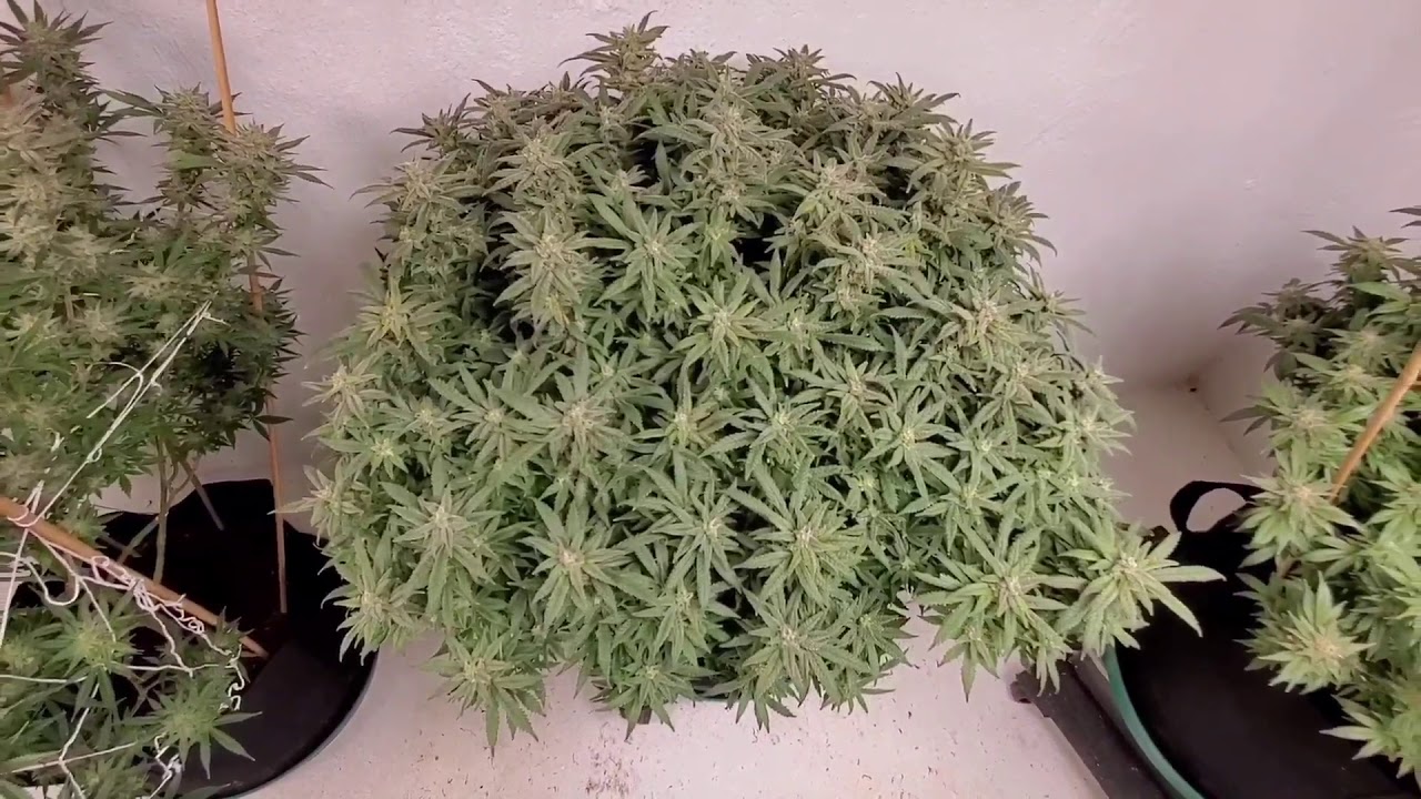 WEEK 8 of flower,  L.E.D light grow
