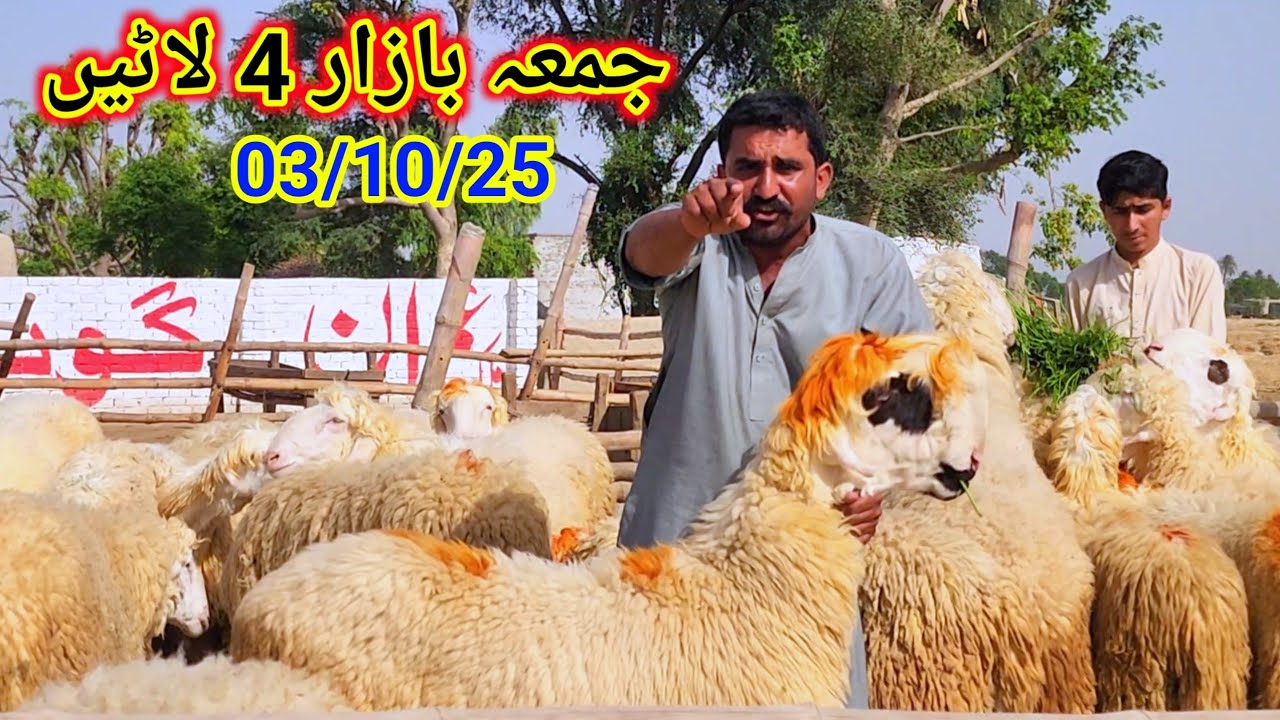 4 lots of Friday Bazaar Mandre, great abundance, sacrifice, business farming, Malik Imran Goat Fa...