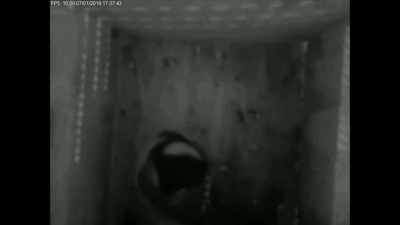 Time Laps Avifaune 2019