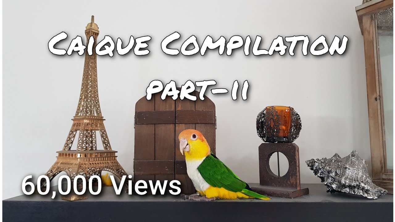 Caique Parrot Compilation Part-2 for Tips, Tricks and Funny Videos || Indian Ringneck