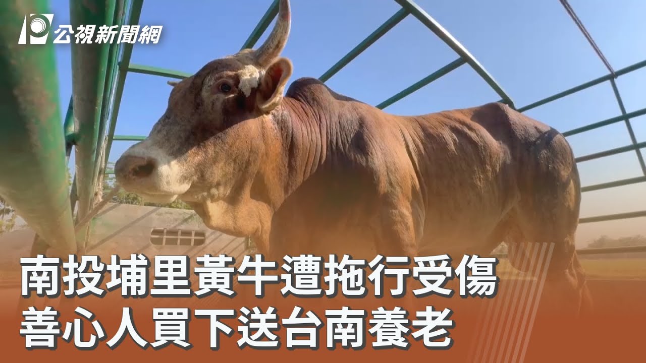 南投埔里黃牛遭拖行受傷 善心人買下送台南養老｜20251106 公視午間新聞