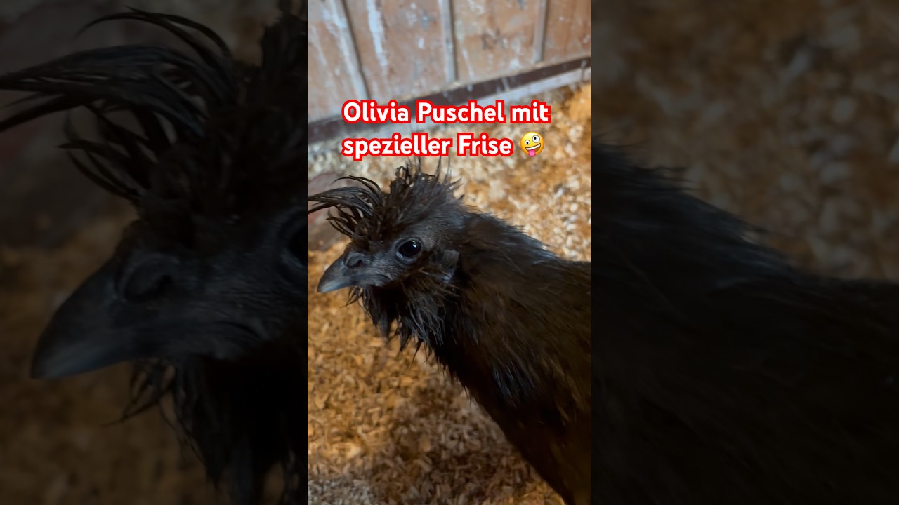Sie kommt anscheinend frisch vom Friseur 🤪🥰 #h&uuml;hner #chicken #shorts