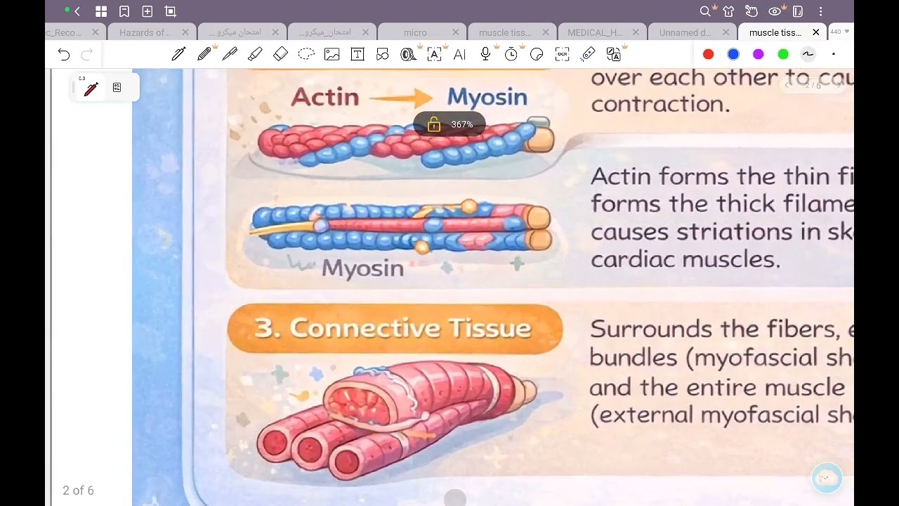 introduction muscle tissue ( علوم صحية ) 