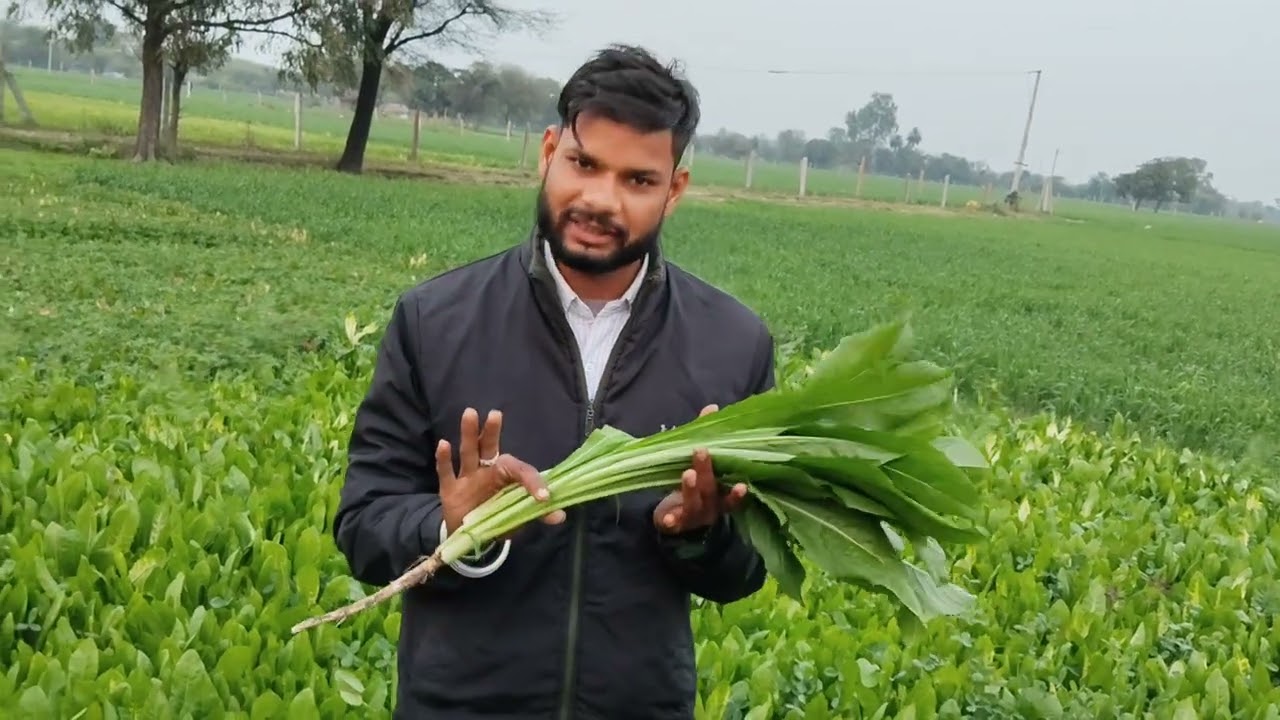 सबसे ज्यादा जानवरों के दूध बढ़ाने वाला चारा 1 बार लगने से लगातार 2 साल तक कटाई जानवरों की पहली पसंद