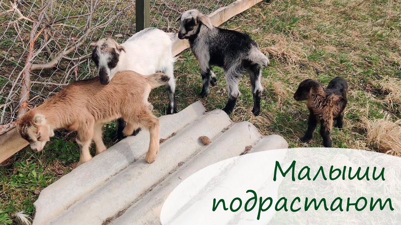 Непогода нынче в моде... Малыши подрастают./Переезд в Краснодарский край.