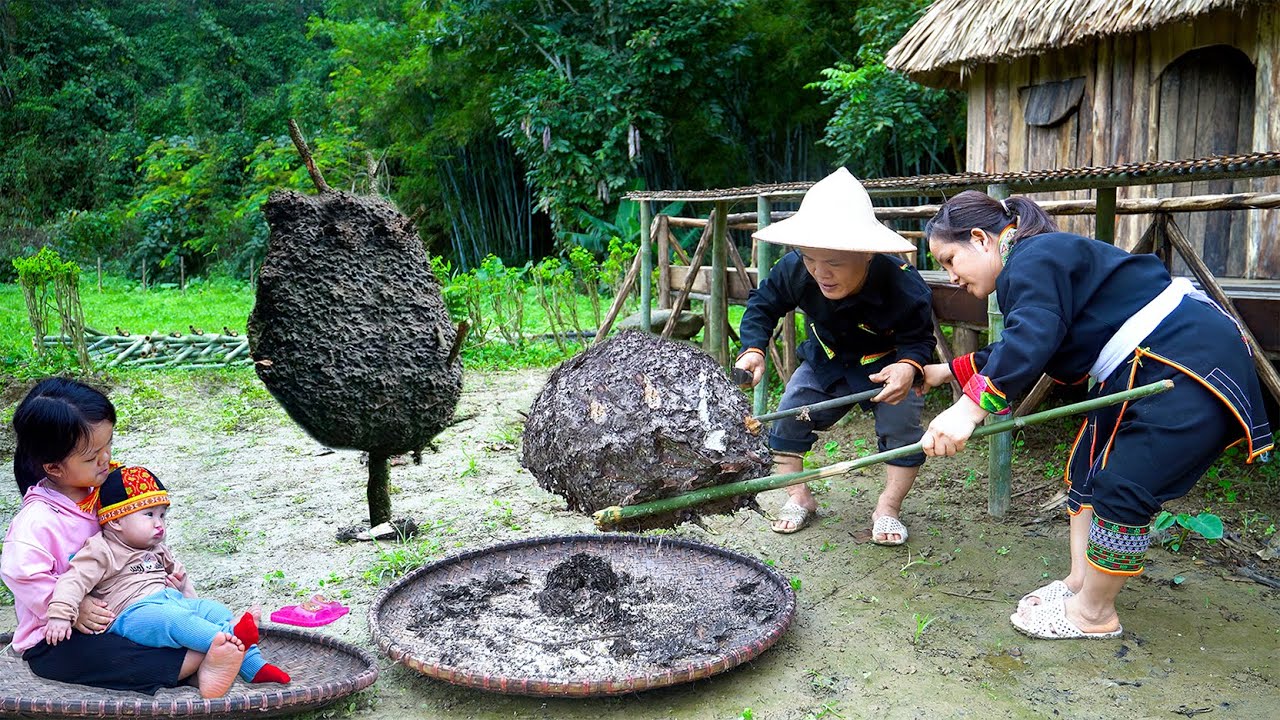 Dwarf Family Harvesting Ant Eggs for Baking and Gathering Bamboo for Fence Building !