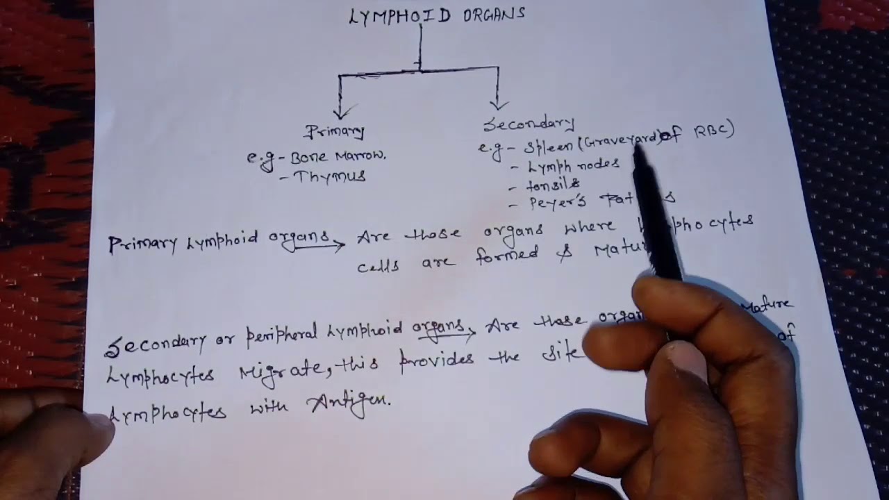 Primary and secondary lymphoid organs|easily explained|Hindi