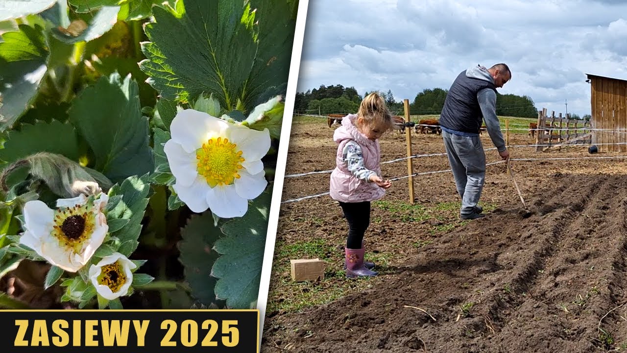 Zasiewy 2025