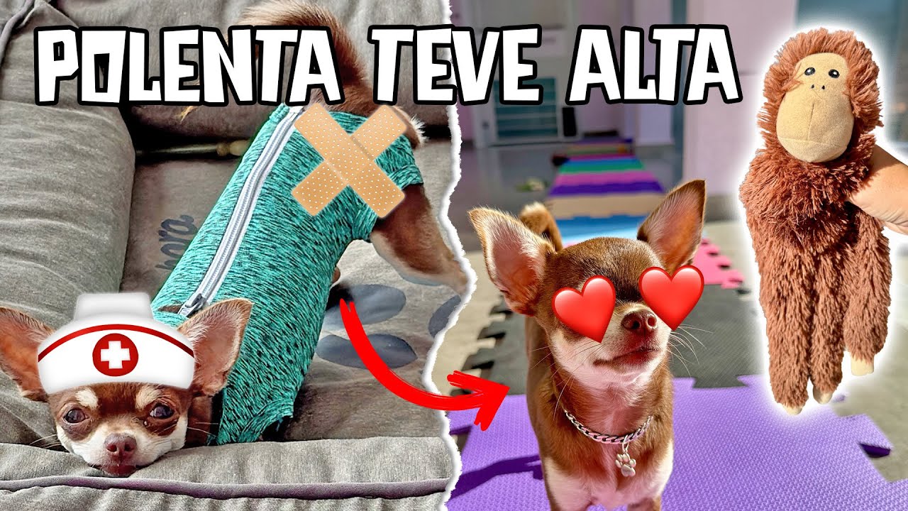 POLENTA TEVE ALTA E VIROU A CASA DE PONTA CABEÇA!