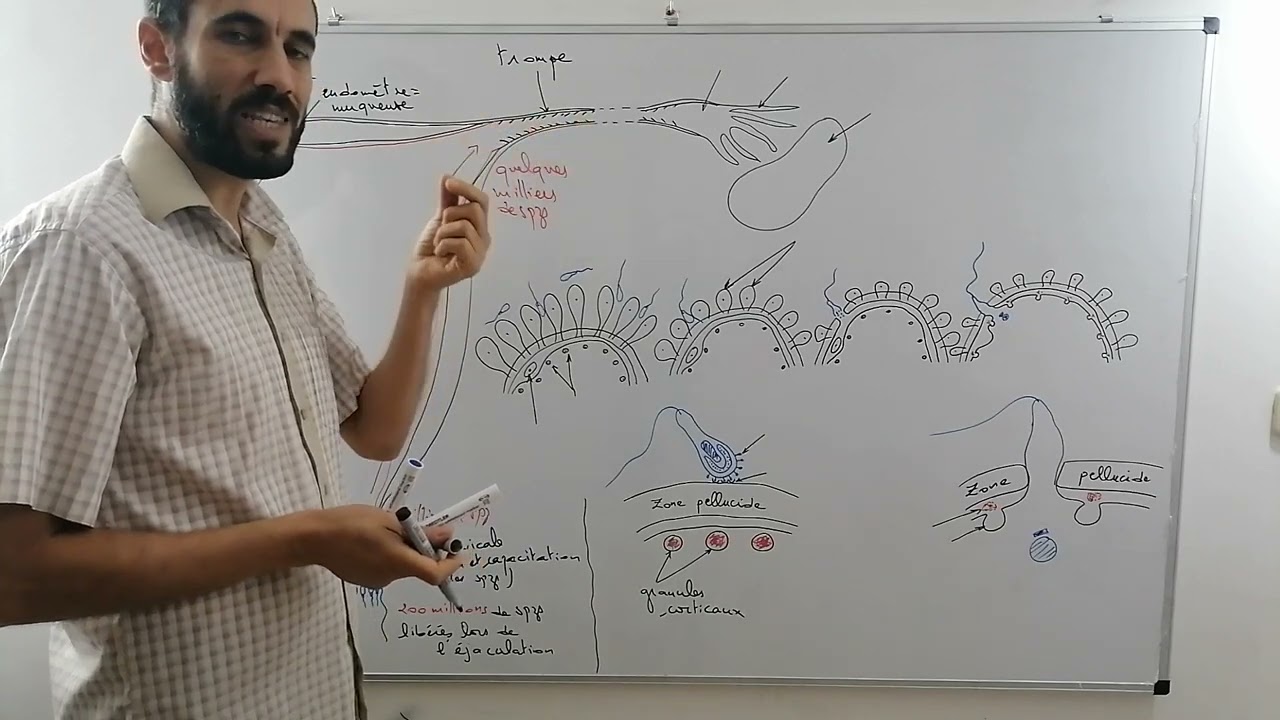La fécondation 1 | SVT BAC