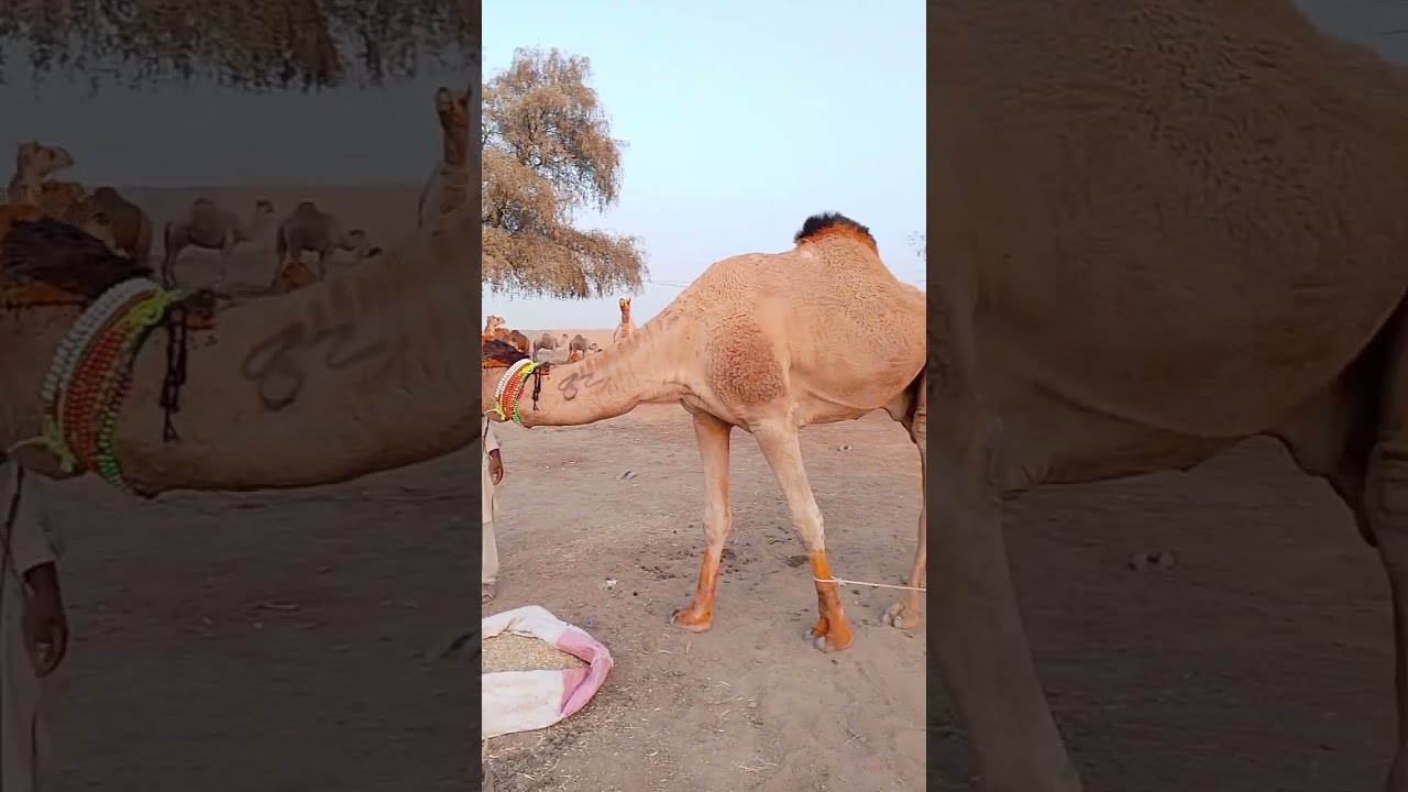 camels are grazing #Camels #Grazing#NatureLovers #Camels #camellife #youtuber