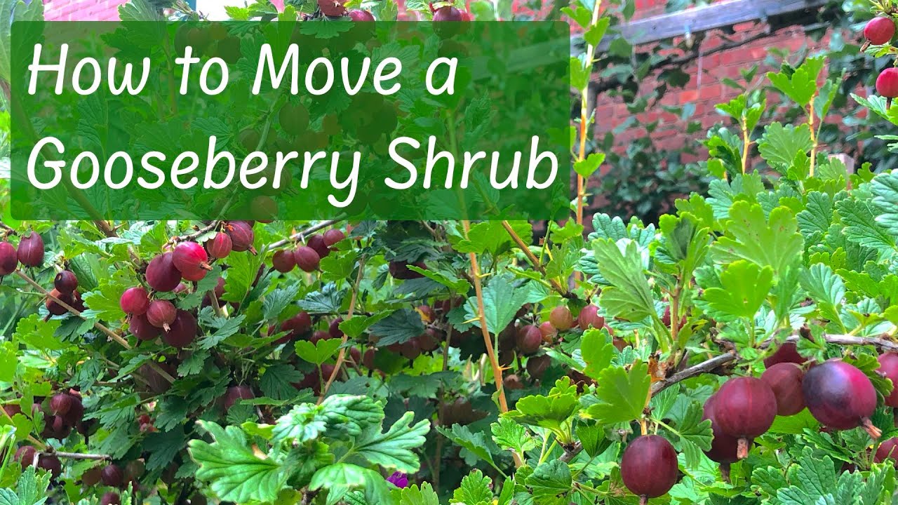 Relocating Gooseberry Bushes in Spring: A Step-by-Step Guide for Success