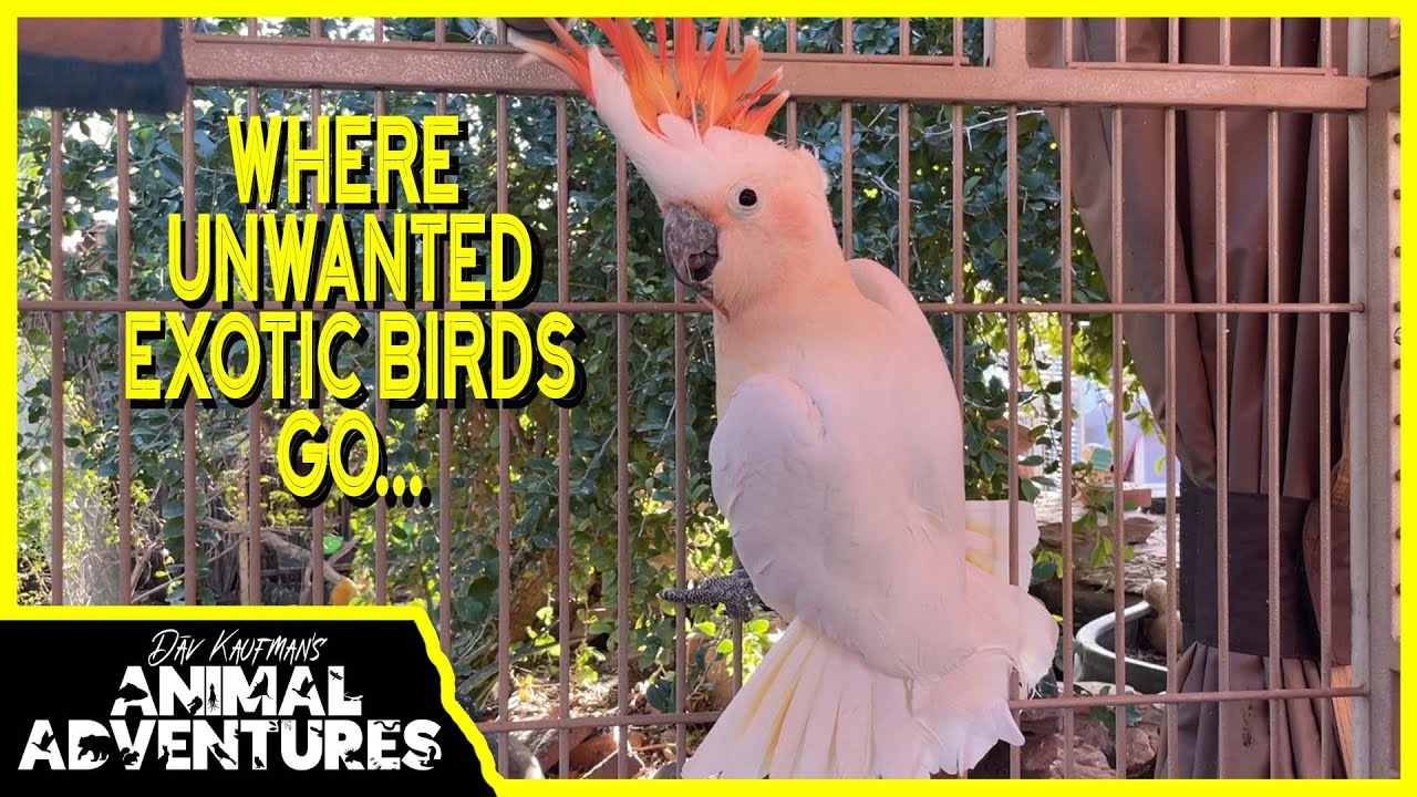 Where Unwanted EXOTIC BIRDS Go...