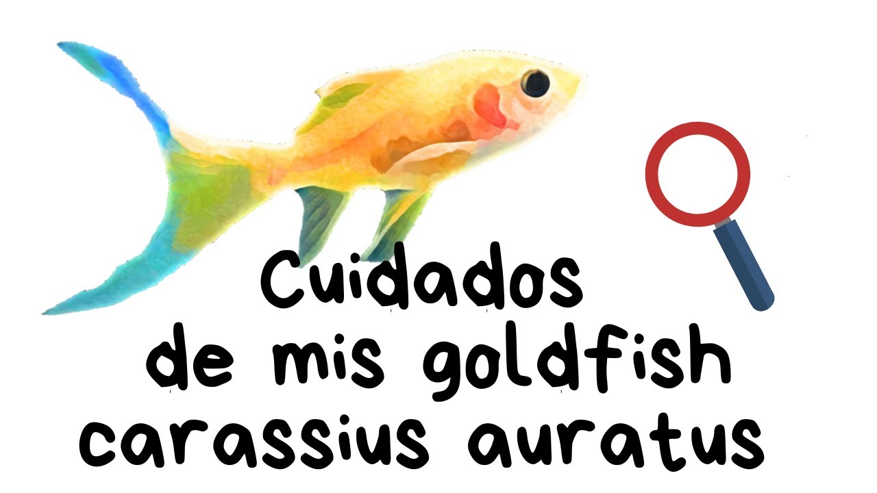 Cómo cuidar a mis peces de agua fría o goldfish  (carassius auratus)