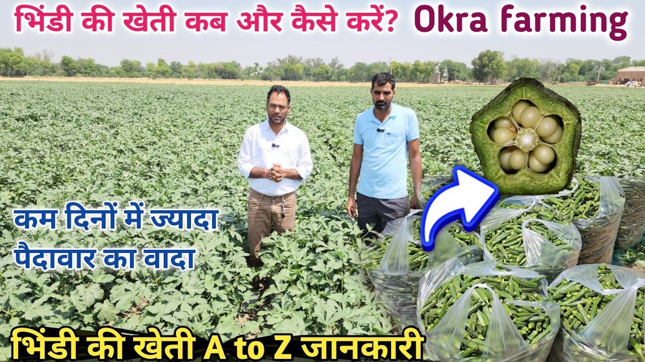 भिण्डी की खेती कैसे करें? Bhindi ki kheti | okra farming | lady finger farming👍90 दिन में 2लाख /बीघा
