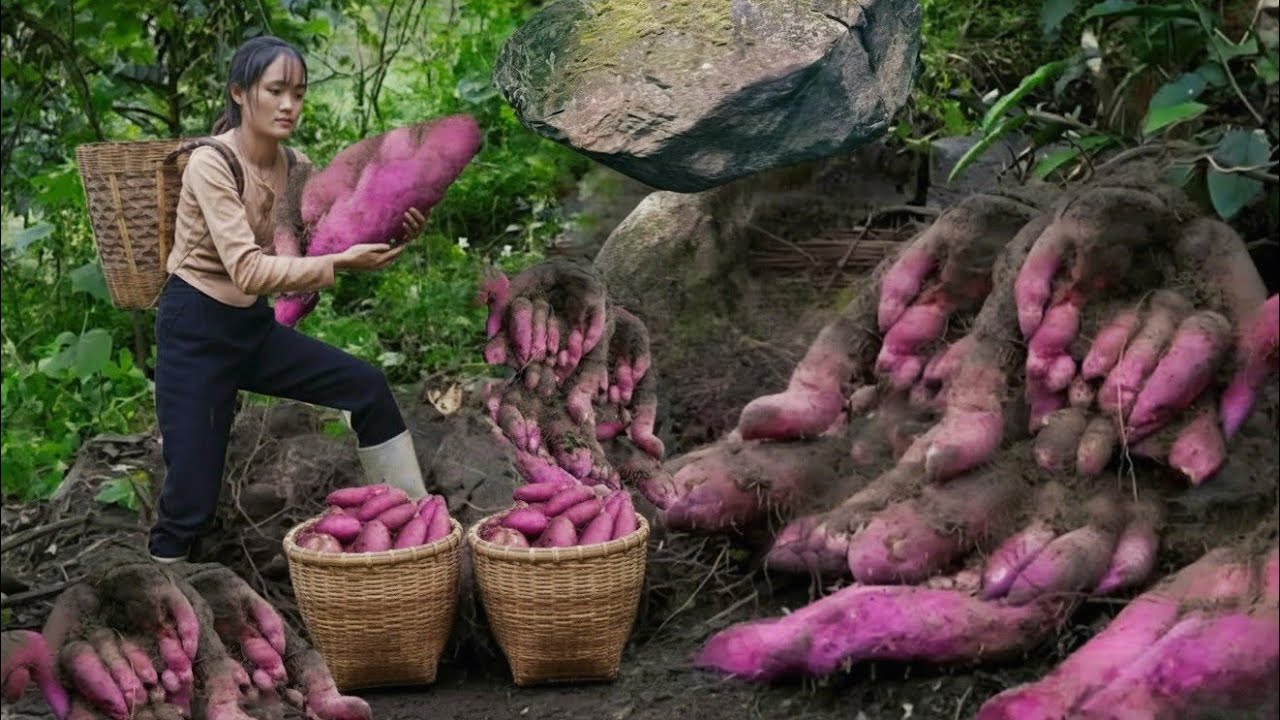 60 days to harvest giant purple potatoes_Making fishing nets in a hydroelectric lake