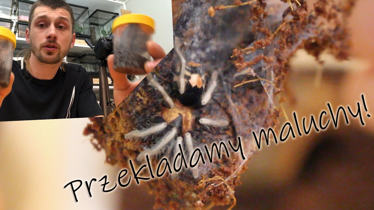Przeprowadzka maluch&oacute;w Cyriocosmus elegans i Psalmopoeus irminia x2