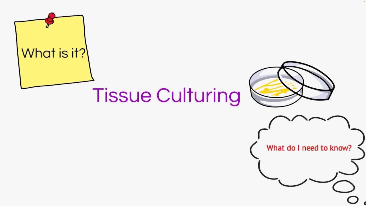 TIssue Culturing- Biology Bugbears-Leaving Cert Biology-2023