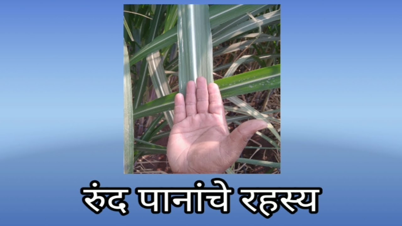 सुडोमोनास आणि बॅसिलस सबटीलीस:एक उत्तम बुरशीनाशकांची जोडी.