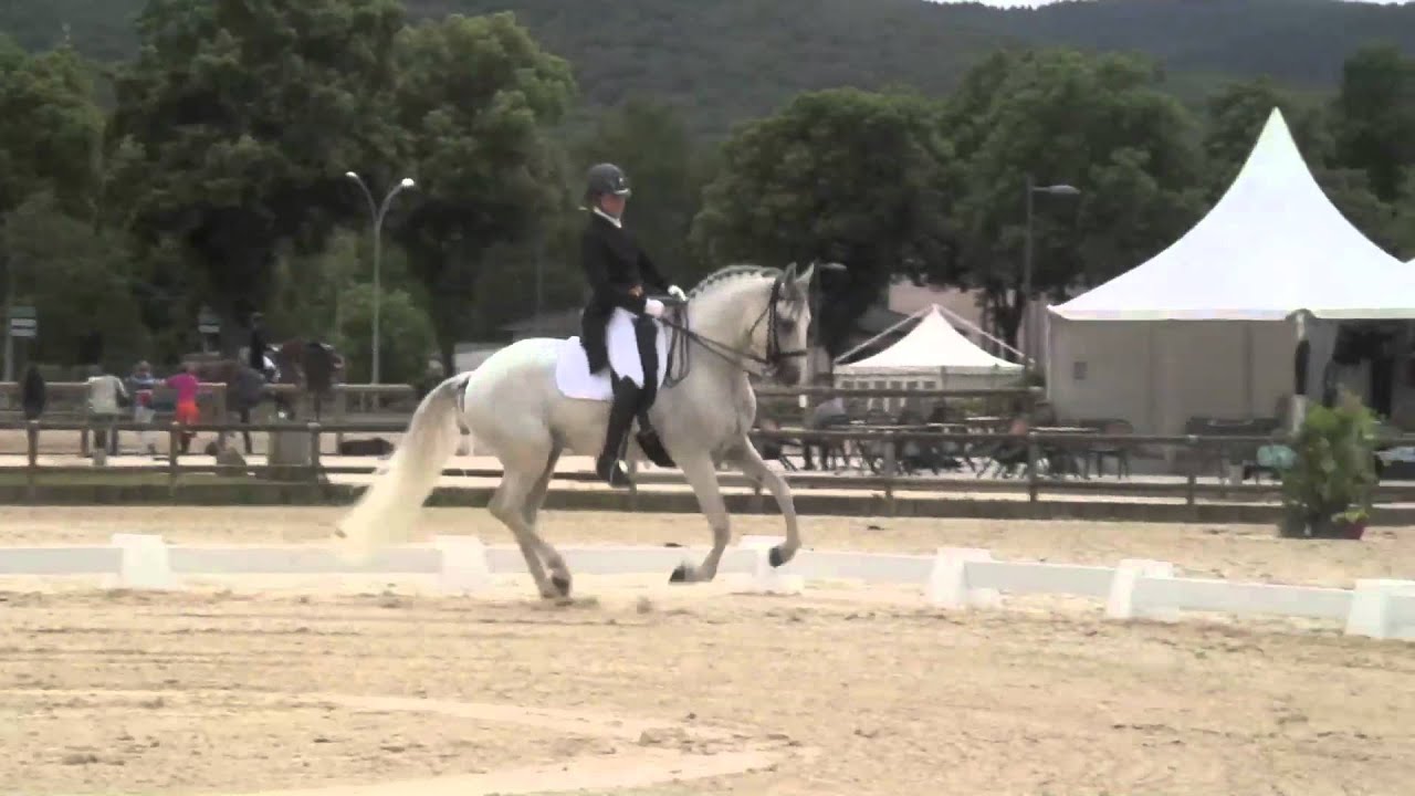 Abanico ,Lusitanien, entier, Elevage Gouveia, né en 2005. Grand Prix Pro Elite - Cluny 2015