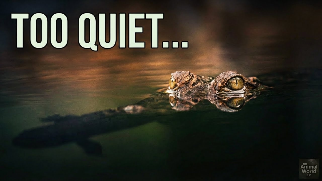CROCODILES – THE ART OF THE PERFECT AMBUSH / THE ANIMAL WORLD TV