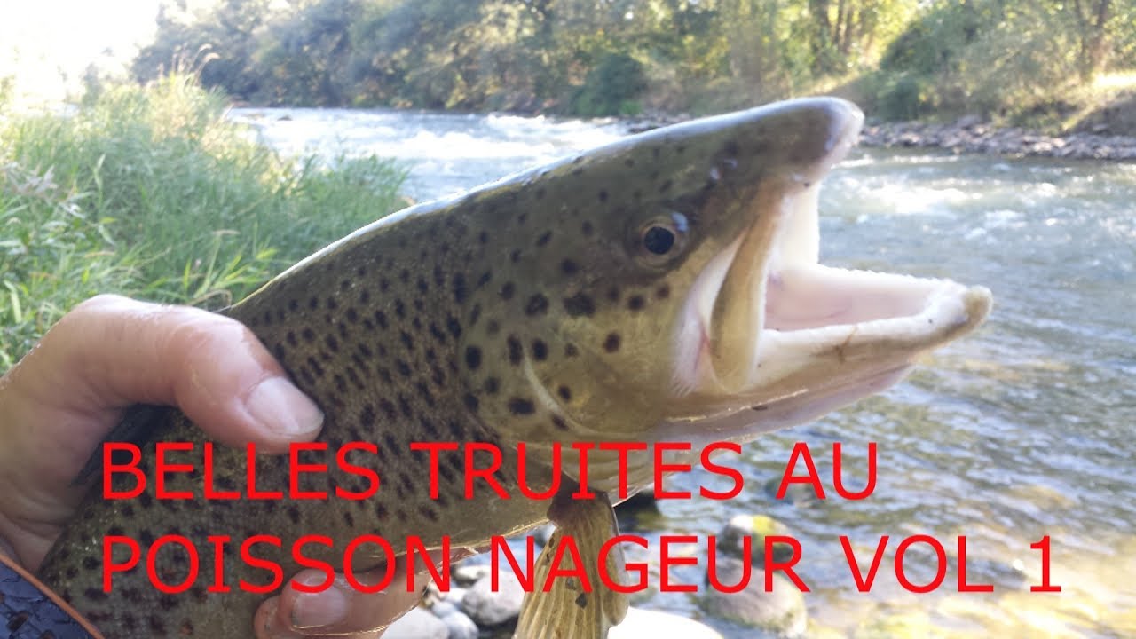BELLES TRUITES AU POISSON NAGEUR, VOLUME 1