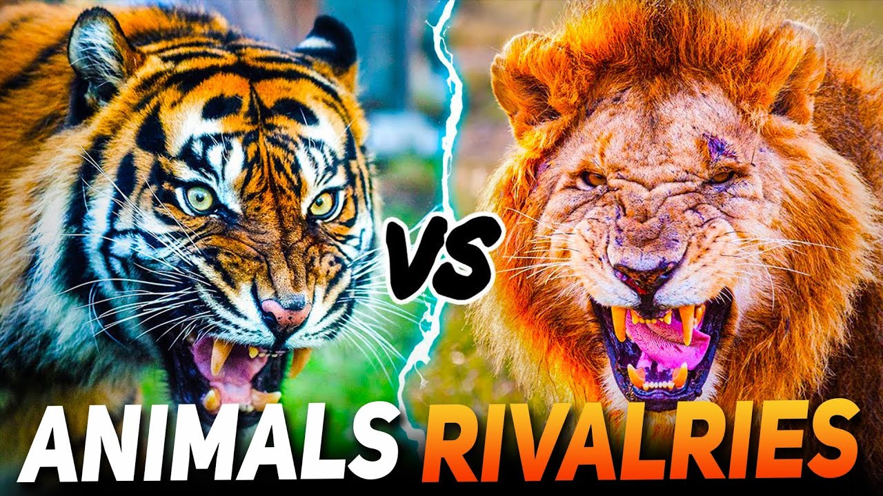 TOP 10 STRONGEST RIVALRIES IN THE ANIMAL KINGDOM