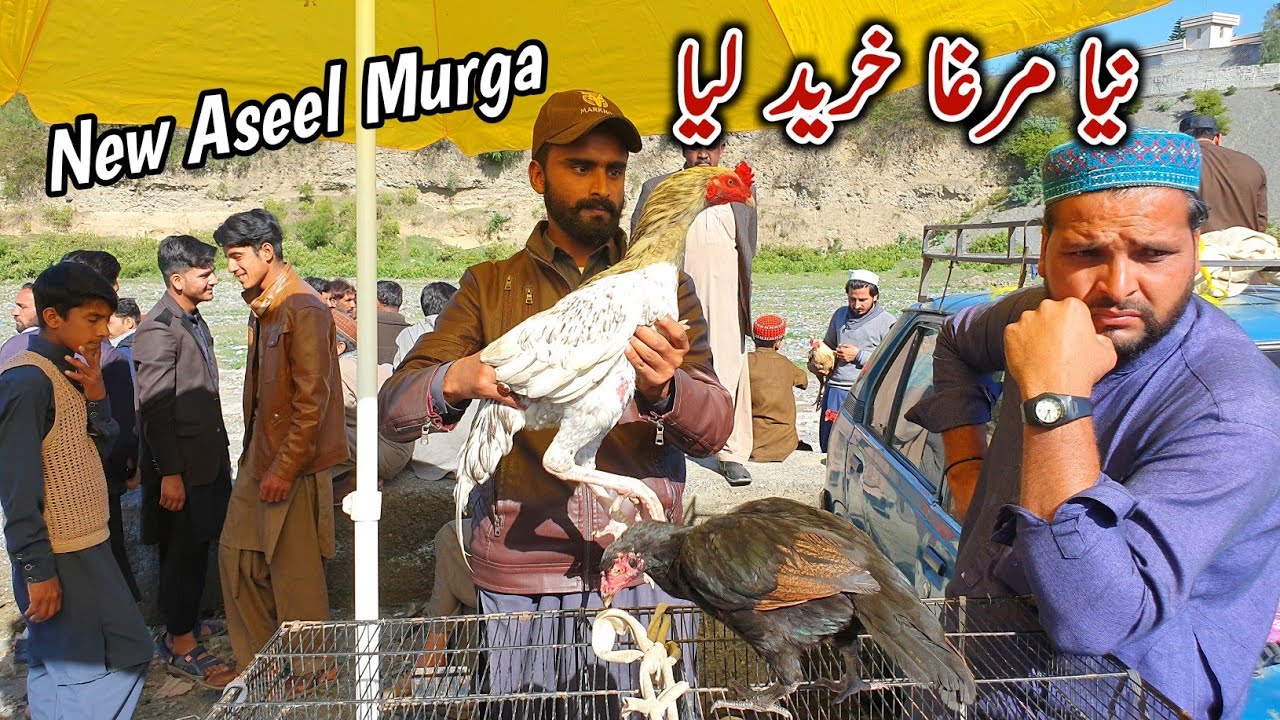 New Mianwali Aseel Murga Le Aya | MB Vlogs