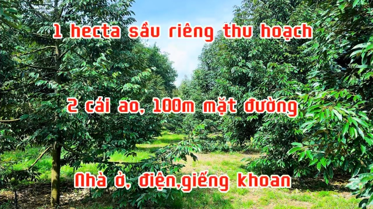 Bán đất vườn sầu riêng 1 hecta có nhà ở điện nước đầy đủ.bù đăng bình Phước lh 0867048379
