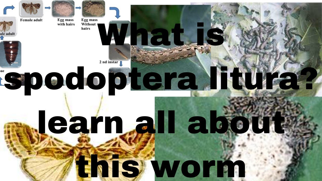 what is Spodoptera litura?what is the host of this pest?what is the lifecycle of spodoptera litura ?